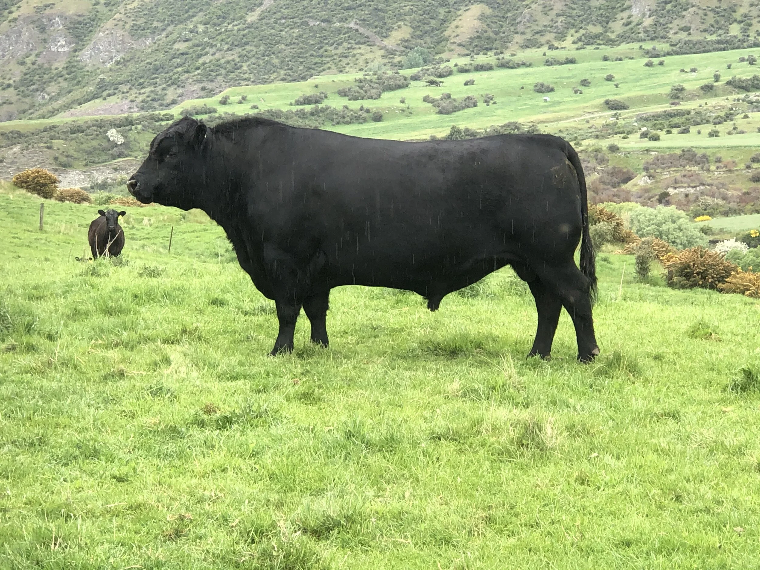 Kincardine KC Kingdom 531.jpg