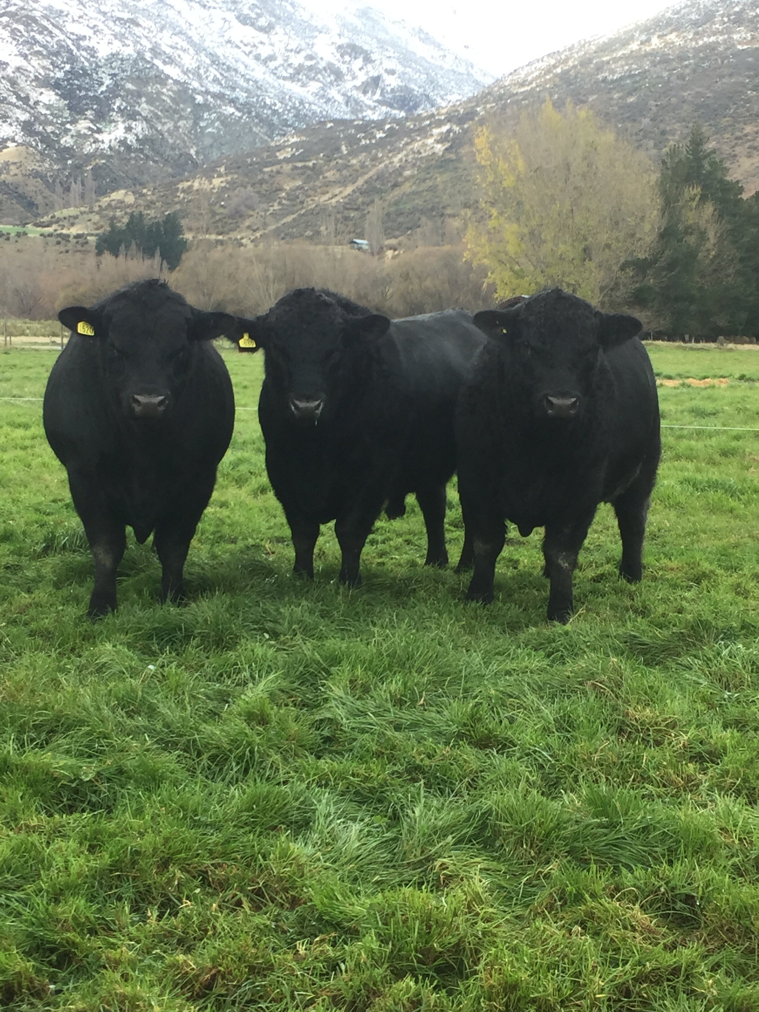 3 2017 sale bulls.JPG