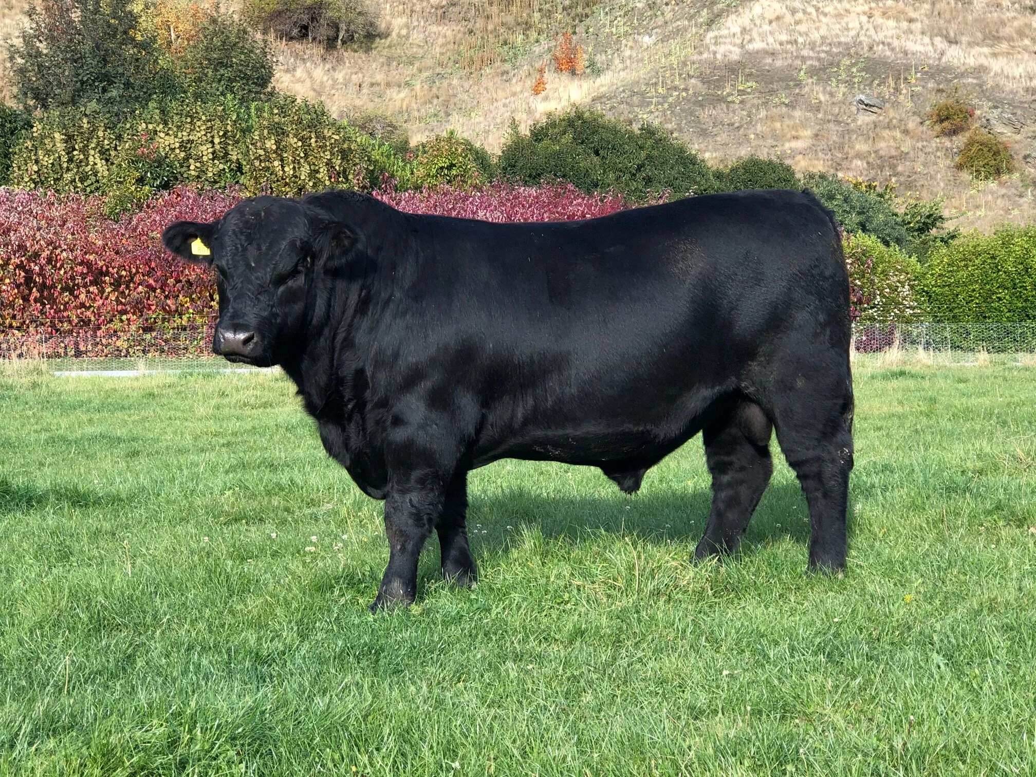 LOT 1 KC 807 A William of Stern son out of a Matauri Outlier daughter. Clean shoulder, great mid section and plenty of depth. Great feet and legs.  Click  here  for EBV link  Click  here  for video link