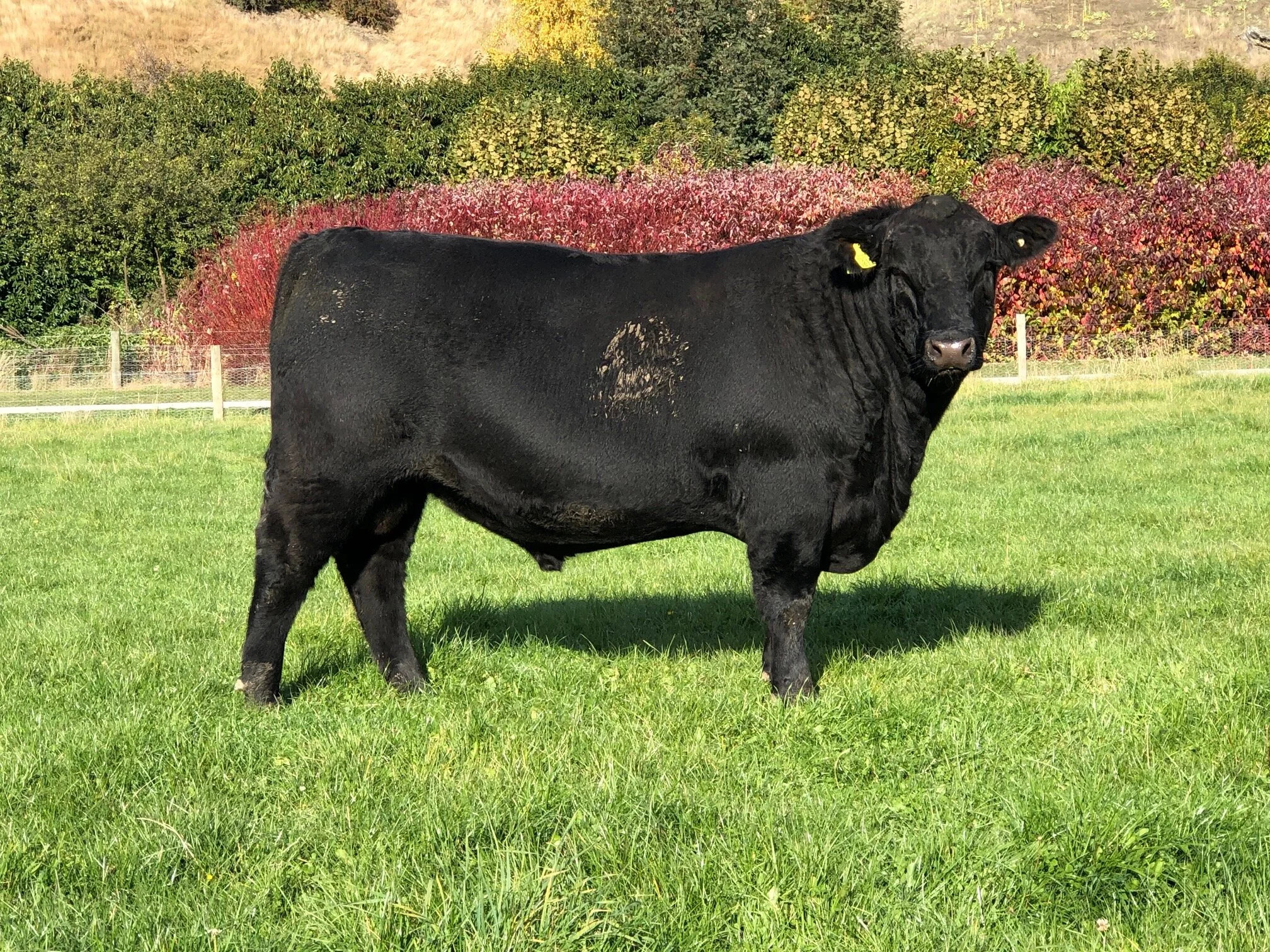 LOT 2 KC 812 Length, depth with real capacity. 860kgs on Anzac day. Very well balanced bull, great mover with good figures across the board. Used as yearling.  Click  here  for EBV link  Click  here  for video link