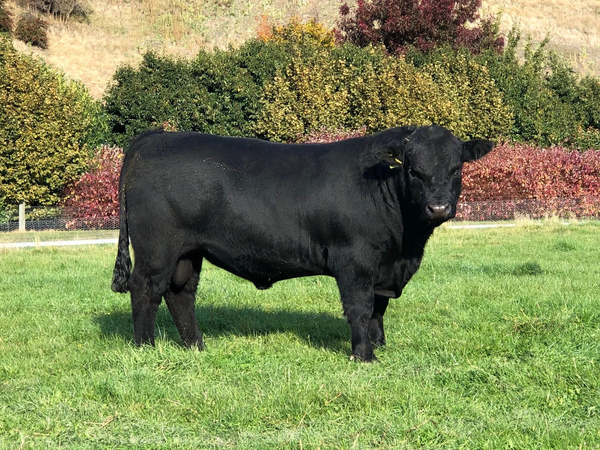 LOT 3 KC 820 A KC Kingdom 531 son out of 14 year old cow who is still going strong. Long tidy bull with great feet and legs. Very quiet also. Used as a yearling.  Click  here  for EBV link  Click  here  for video link