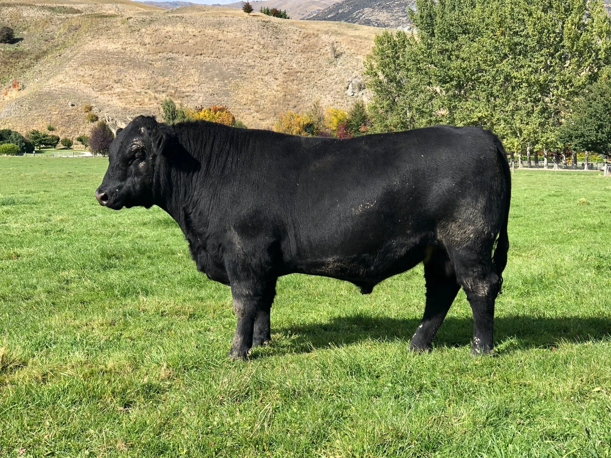 LOT 7 KC 831 This versatile KC Kingdom 531 son is suitable for both heifers and cows. Quiet, easy fleshing, quality bull who moves well with great structure.  Click  here  for EBV link  Click  here  for video link