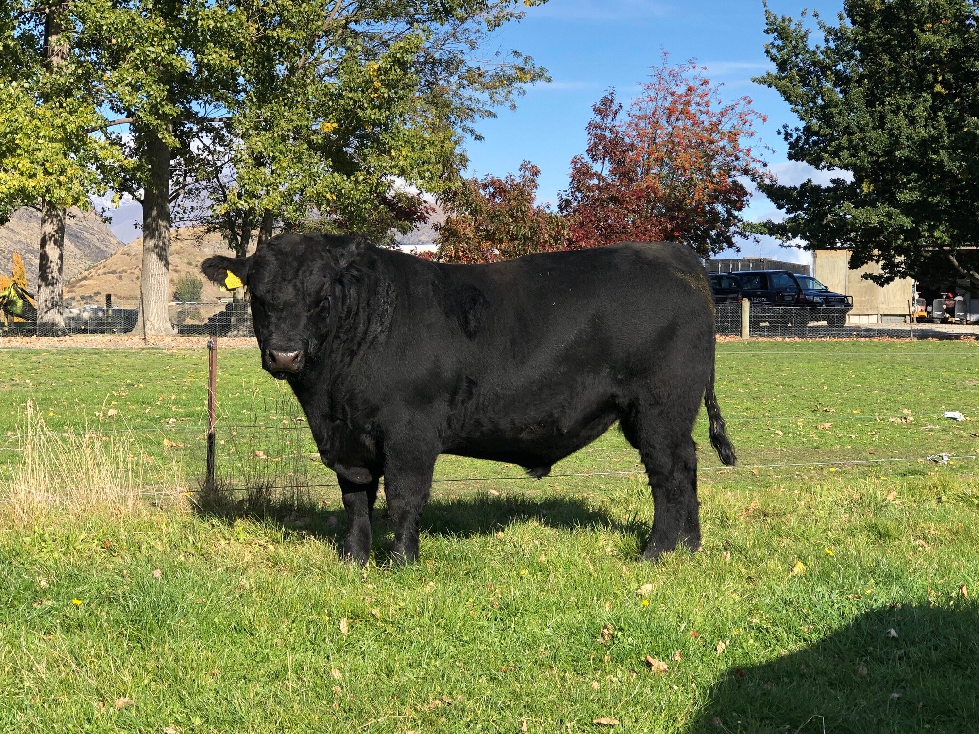 LOT 6 KC 826 Combining two of the best female Kincardine bloodlines. KC Kingdom 531 again a very tidy moderate frame all round bull with plenty of meat. Loves a scratch in the paddock. Used over heifers.  Click  here  for EBV link  Click  here  for video link