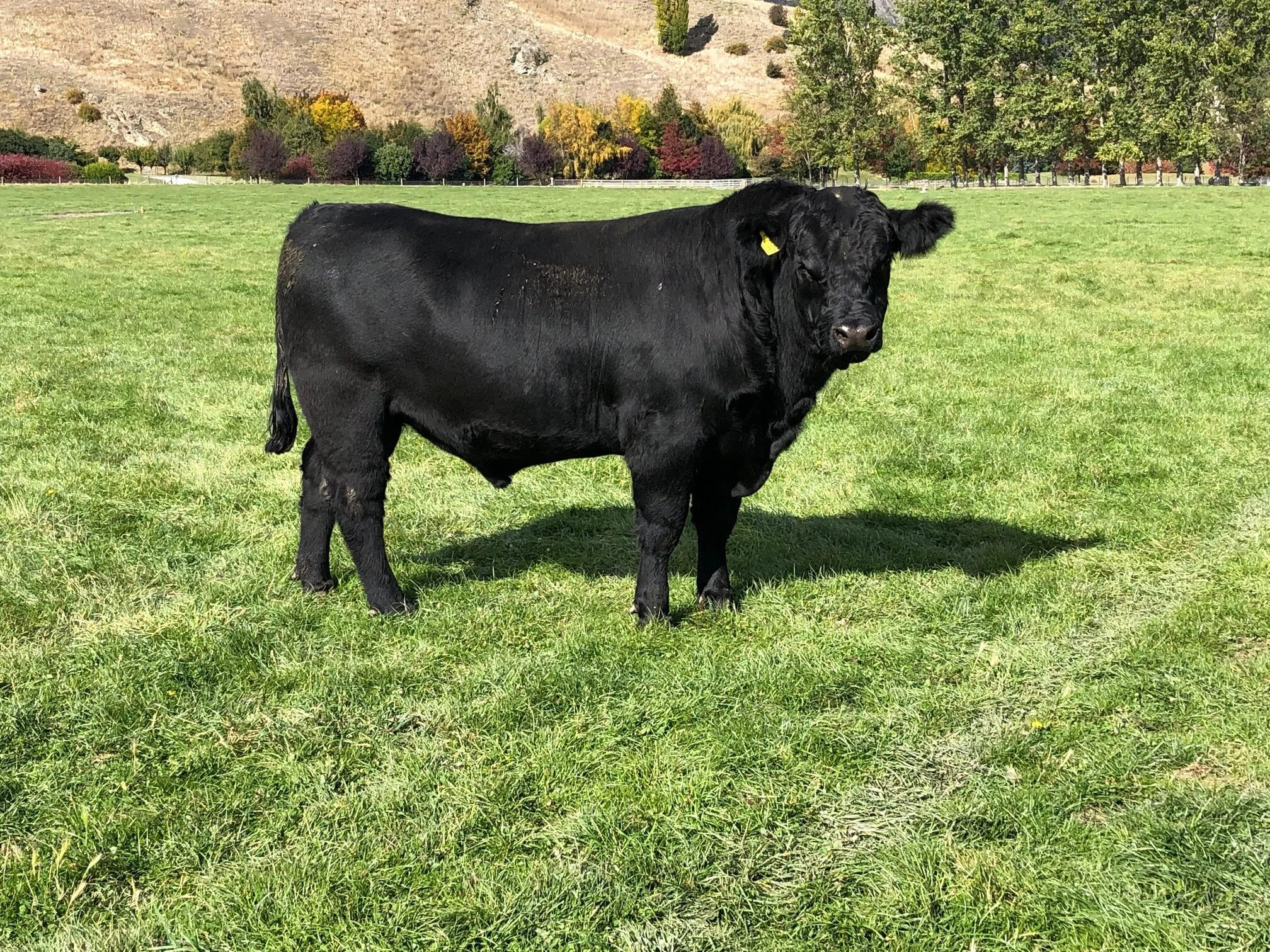 Lot 8 KC 808 Another William of Stern son. A free moving bull. Scored very well in the structural assessment and good EBV fats  Click  here  for EBV link  Click  here  for video link