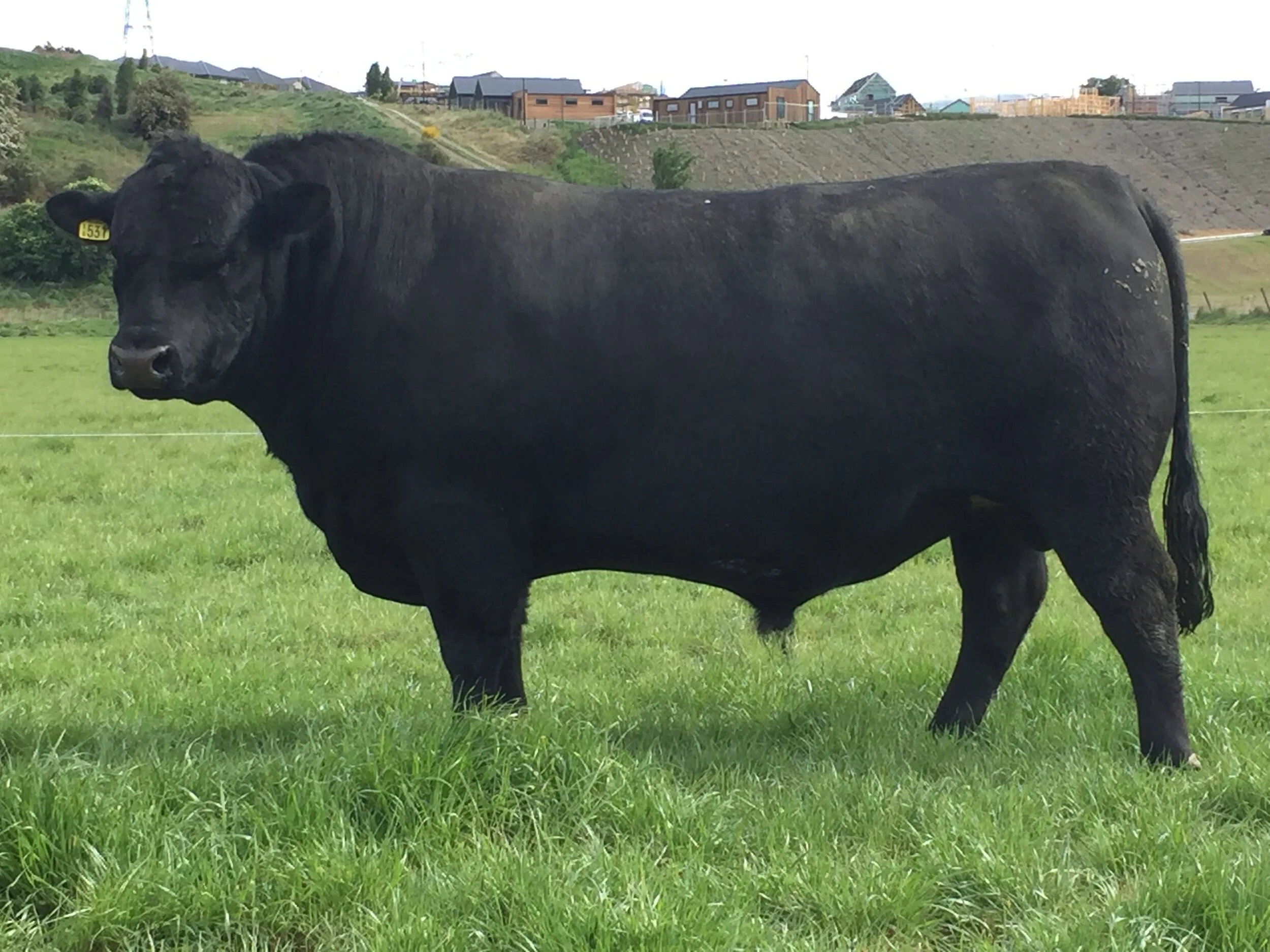 Kincardine KC Kingdom 531 at 26 months   Click  here  for EBV link