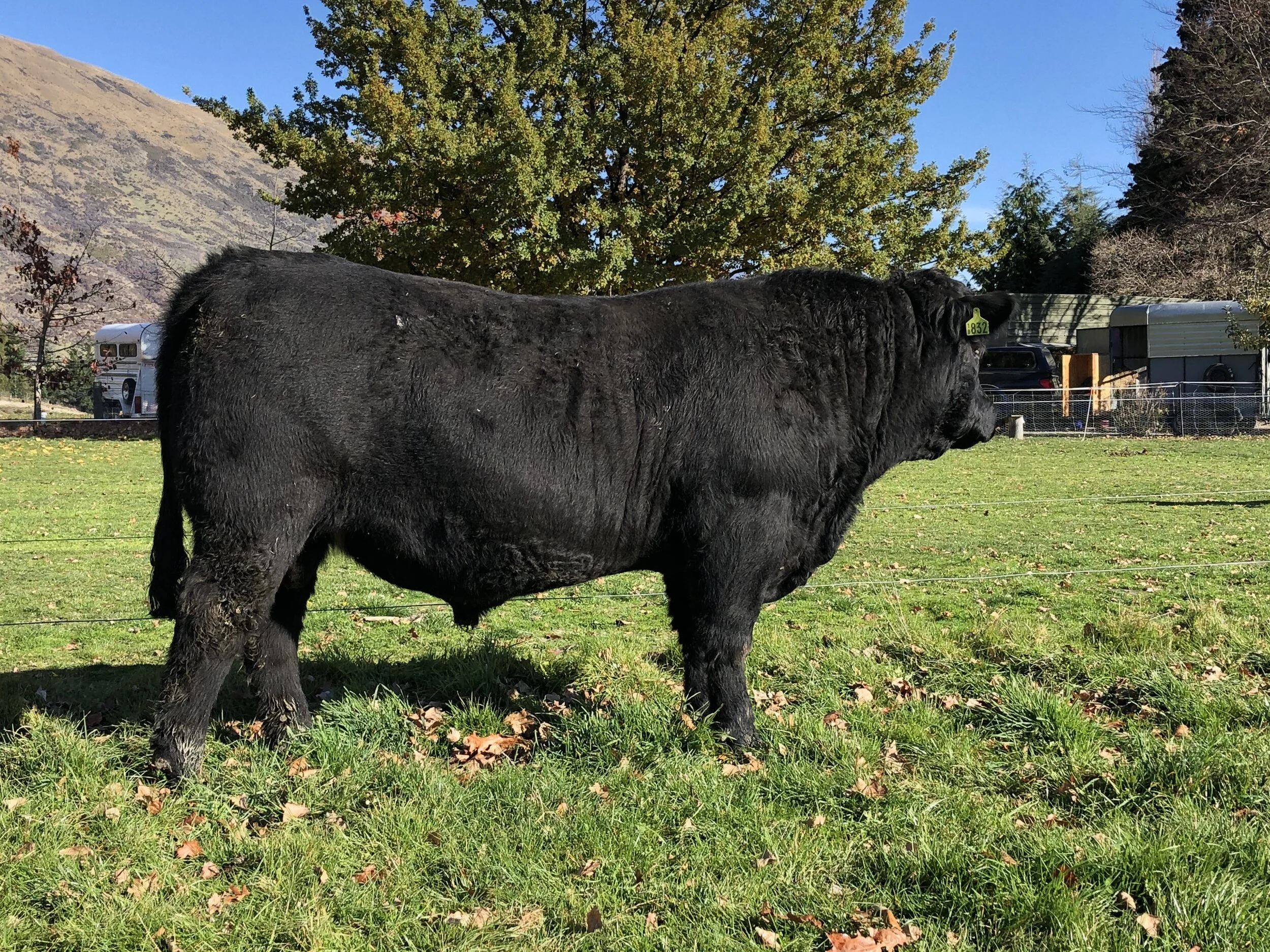 LOT 5 KC 832 Some real thickness with this younger bull by KC Kingdom 531. Good up front, thick mid section and huge rump. He just keeps filling out. Very quiet to boot.  Click  here  for EBV link  Click  here  for video link