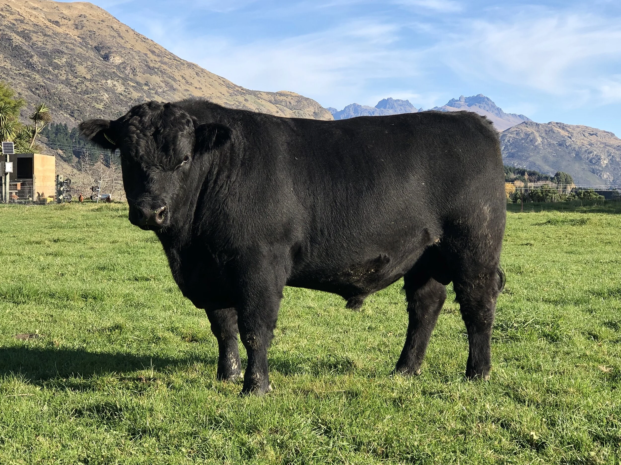 LOT 4 KC 829 The top scanning bull. Booroomooka Inspired E124 on the Dam side and sired by KC Kingdom 531. Moderate frame bull with good depth fabulous across the top. Easy doing type and with the numbers to back him up. Used as a yearling.  Click  here  for EBV link  Click  here  for video link