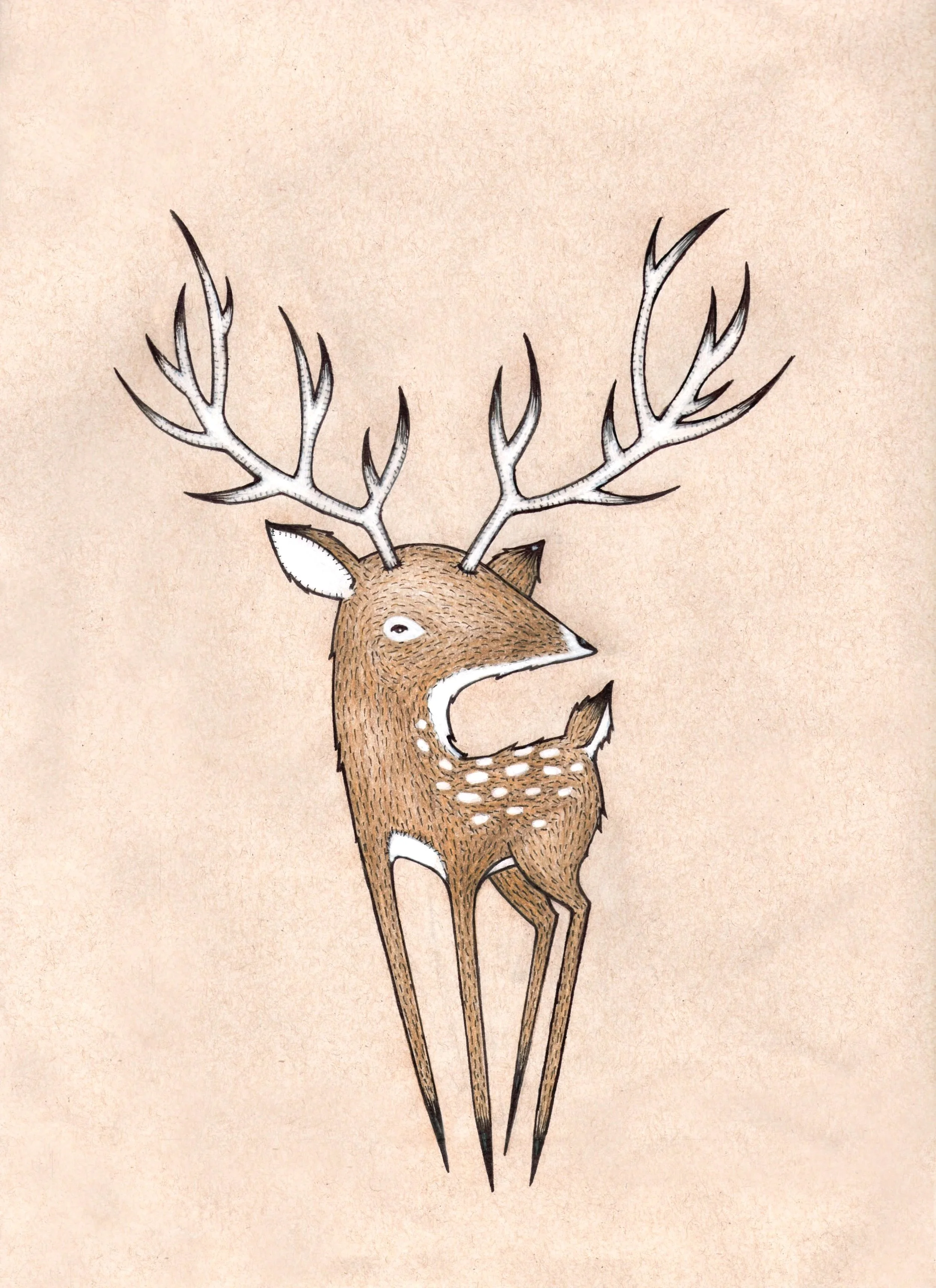 VENADO449.jpg