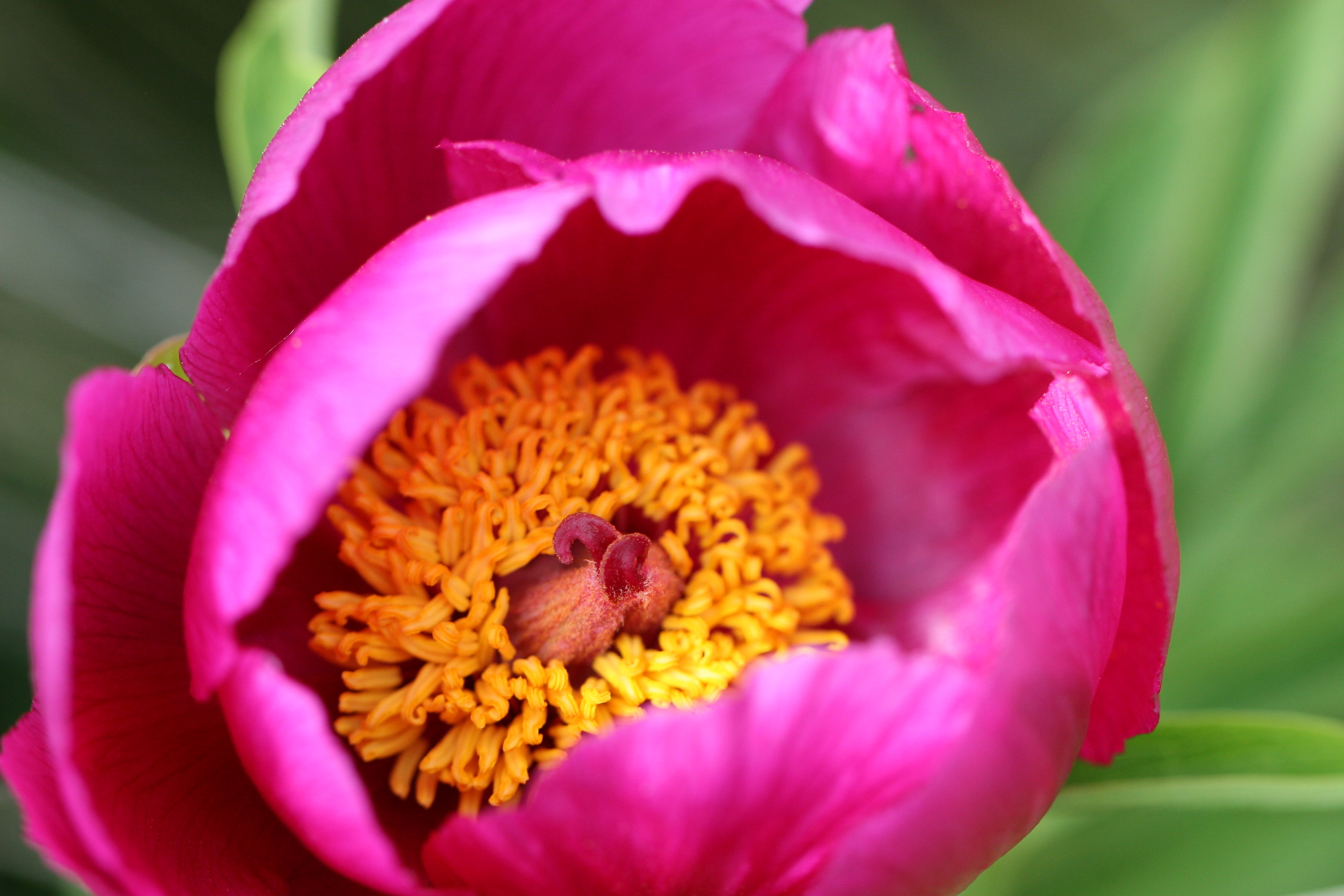 Paeonia officinlais Monte Generoso fa IMG_6451.JPG