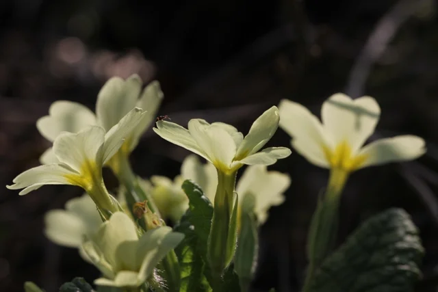 Primula Comune