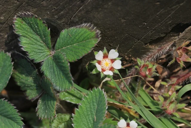 Cinquefoglie fragola secca