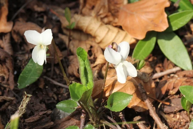 Viola bianca