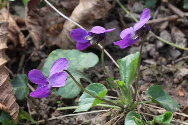 Viola mammola