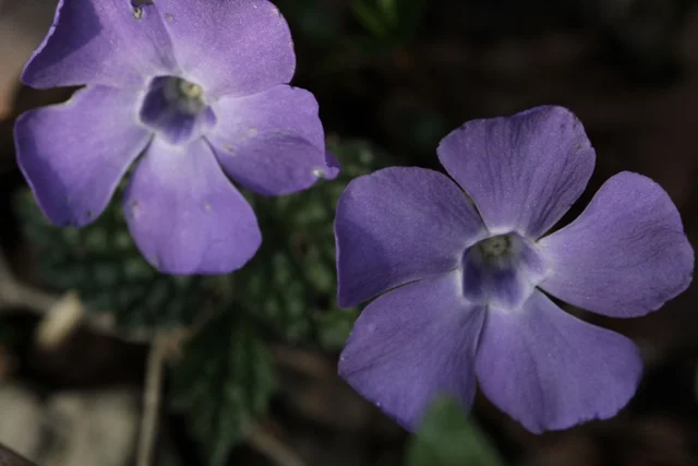 Pervinca minore