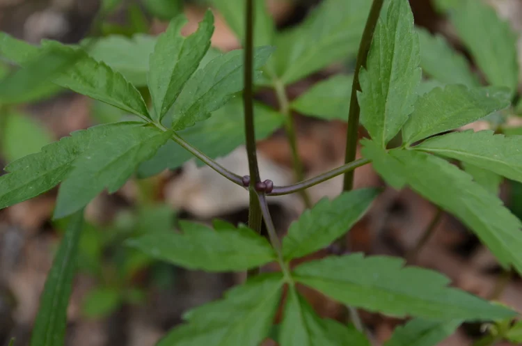 Dentaria minore
