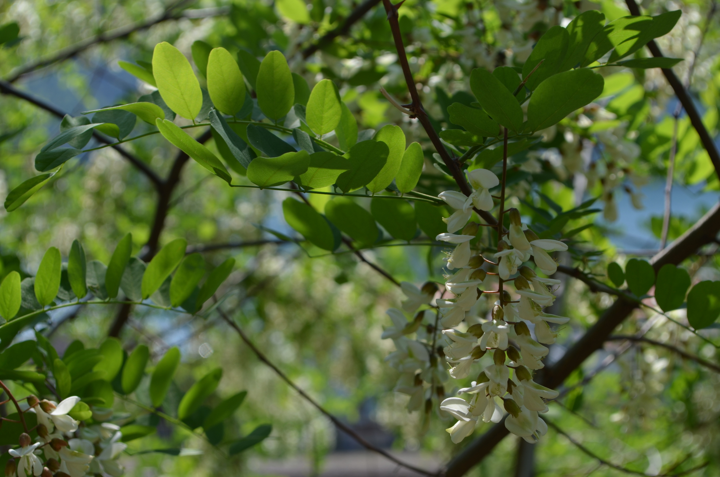   Robinia  ;    Robinia pseudoacacia    (  Fabaceae  )  