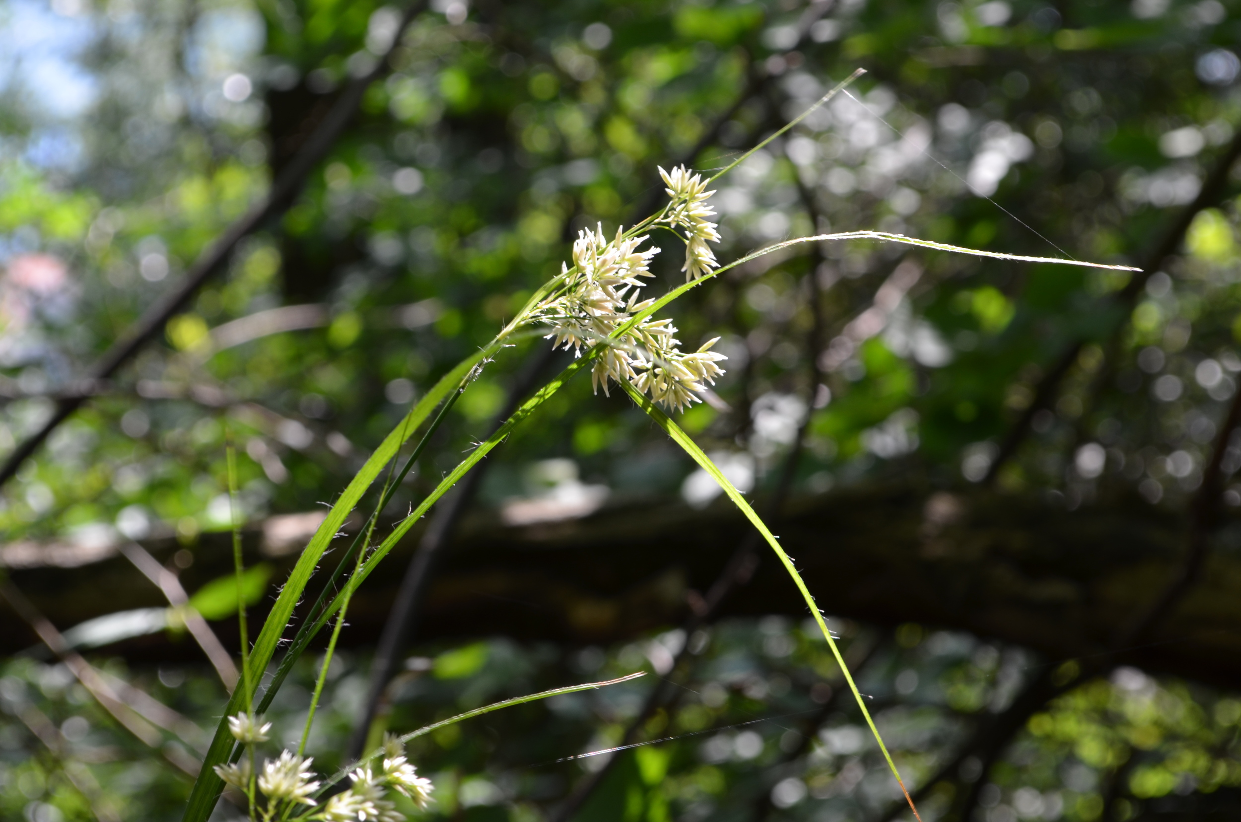   Erba       lucciola       maggiore;  Luzula nivea  (Juncaceae)     
  
 
 
 
 
 
 
 
 
 
 
 
 
 
 
 
 
 
 
 
 
 
 
 
 
 
 
 
 
 
 
 
 
 
 
 
 
 
 
 
 
 
 
 
 
 
 
 
 
 
 
 
 
 
 
 
 
 
 
 
 
 
 
 
 
 
 
 
 
 
 
 
 
 
 
 
 
 
 
 
 
 
 
 
 
 
 
 
 
 
