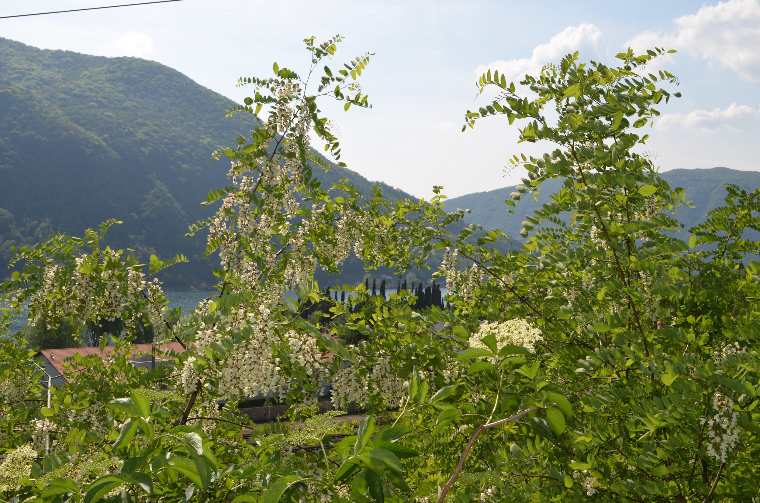   Robinia;  Robinia pseudoacacia  (Fabaceae)     
  
 
 
 
 
 
 
 
 
 
 
 
 
 
 
 
 
 
 
 
 
 
 
 
 
 
 
 
 
 
 
 
 
 
 
 
 
 
 
 
 
 
 
 
 
 
 
 
 
 
 
 
 
 
 
 
 
 
 
 
 
 
 
 
 
 
 
 
 
 
 
 
 
 
 
 
 
 
 
 
 
 
 
 
 
 
 
 
 
 
 
 
 
 
 
 
 
 
 
 