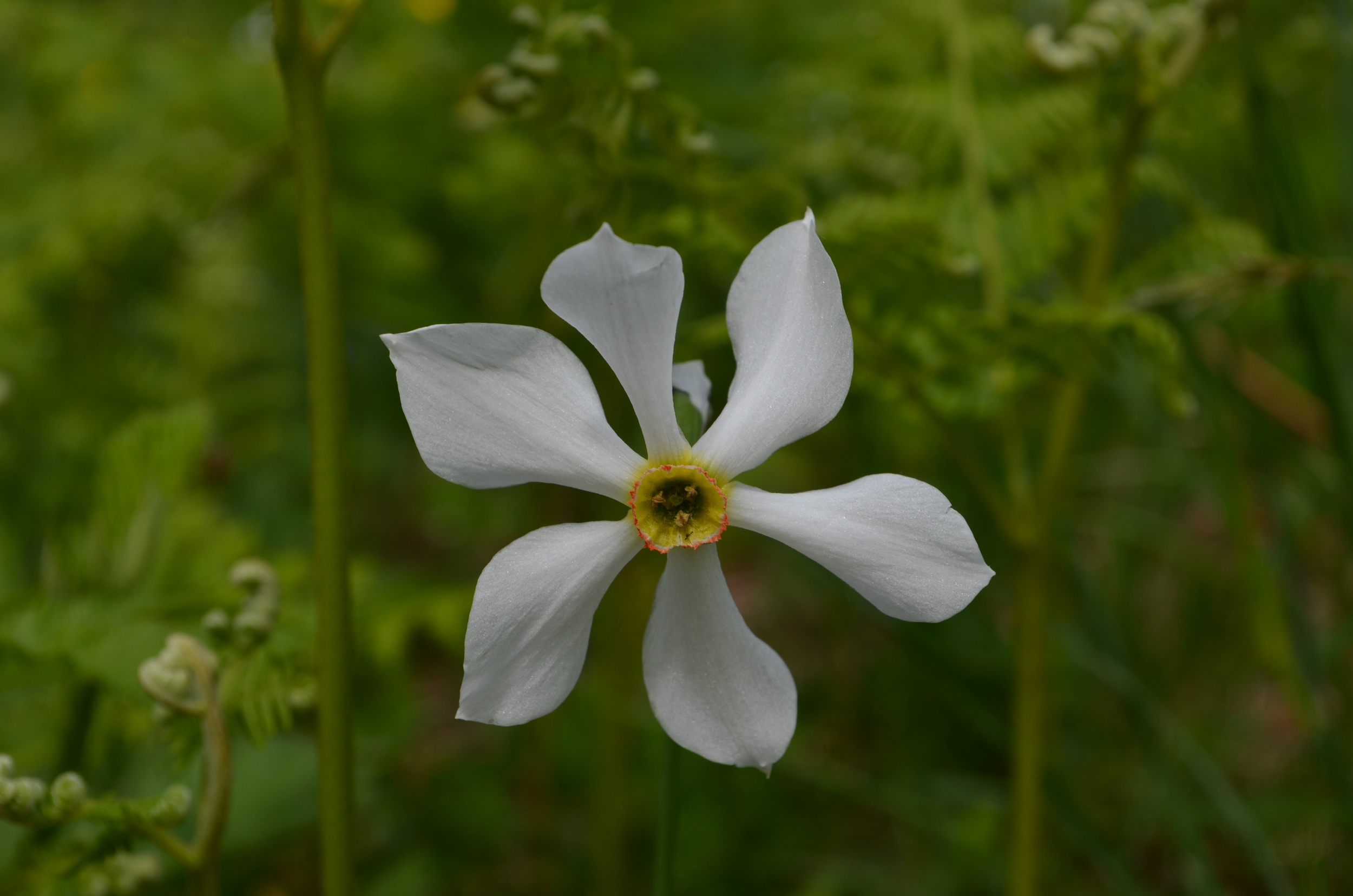   Narciso       del       Lago       Maggiore;  Narcissus x verbanensis  (Amaryllidaceae)     
  
 
 
 
 
 
 
 
 
 
 
 
 
 
 
 
 
 
 
 
 
 
 
 
 
 
 
 
 
 
 
 
 
 
 
 
 
 
 
 
 
 
 
 
 
 
 
 
 
 
 
 
 
 
 
 
 
 
 
 
 
 
 
 
 
 
 
 
 
 
 
 
 
 
 
 
 
