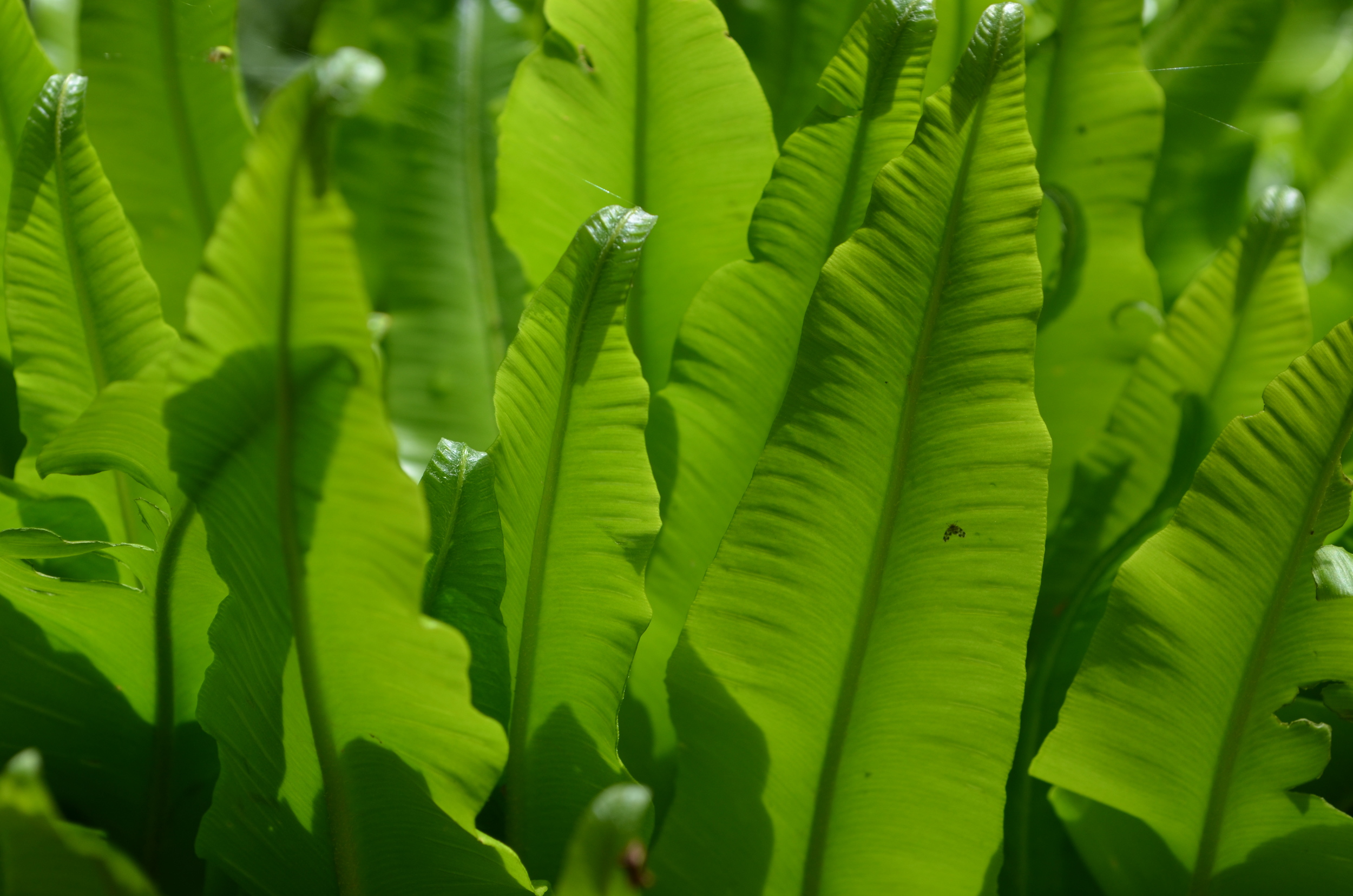   Scolopendria       comune;  Phyllitis scolopendrium  (Aspleniaceae)     
  
 
 
 
 
 
 
 
 
 
 
 
 
 
 
 
 
 
 
 
 
 
 
 
 
 
 
 
 
 
 
 
 
 
 
 
 
 
 
 
 
 
 
 
 
 
 
 
 
 
 
 
 
 
 
 
 
 
 
 
 
 
 
 
 
 
 
 
 
 
 
 
 
 
 
 
 
 
 
 
 
 
 
 
 
 
 
