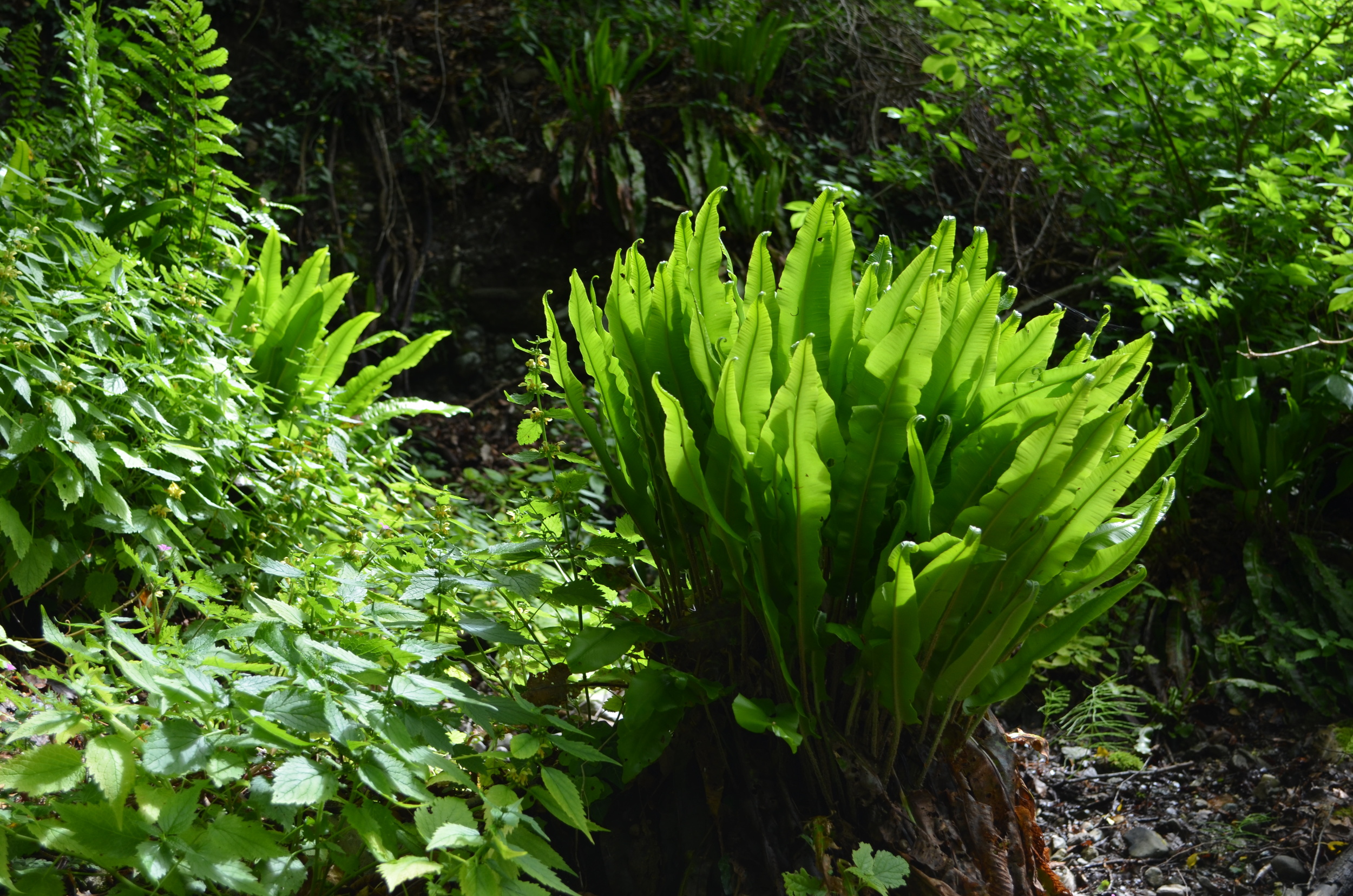   Scolopendria       comune;  Phyllitis scolopendrium  (Aspleniaceae)     
  
 
 
 
 
 
 
 
 
 
 
 
 
 
 
 
 
 
 
 
 
 
 
 
 
 
 
 
 
 
 
 
 
 
 
 
 
 
 
 
 
 
 
 
 
 
 
 
 
 
 
 
 
 
 
 
 
 
 
 
 
 
 
 
 
 
 
 
 
 
 
 
 
 
 
 
 
 
 
 
 
 
 
 
 
 
 
