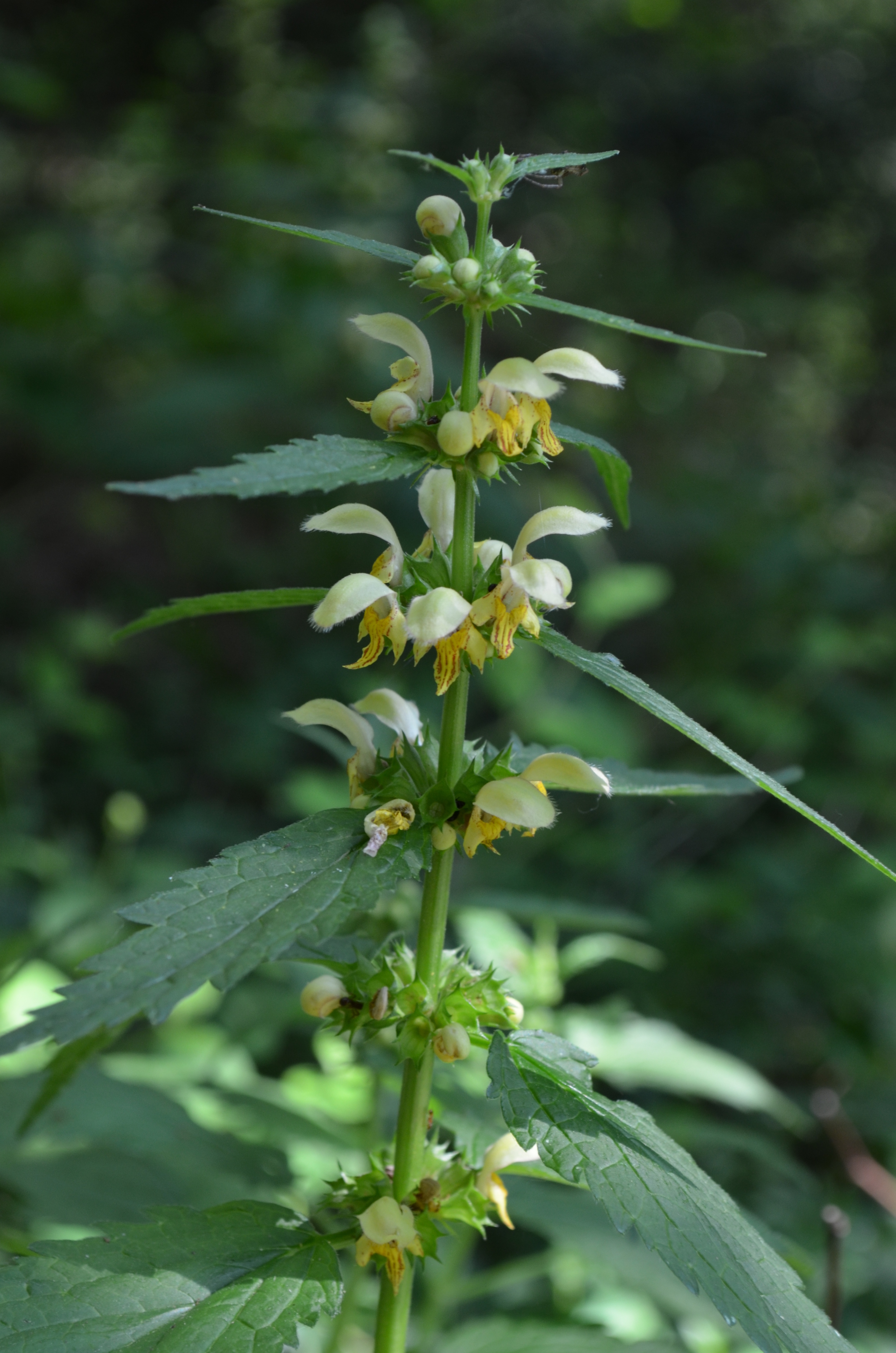   Ortica       giallastra;  Lamium galeobdolon  subsp.  flavidum  (Lamiaceae)     
  
 
 
 
 
 
 
 
 
 
 
 
 
 
 
 
 
 
 
 
 
 
 
 
 
 
 
 
 
 
 
 
 
 
 
 
 
 
 
 
 
 
 
 
 
 
 
 
 
 
 
 
 
 
 
 
 
 
 
 
 
 
 
 
 
 
 
 
 
 
 
 
 
 
 
 
 
 
 
 
 
 
 
