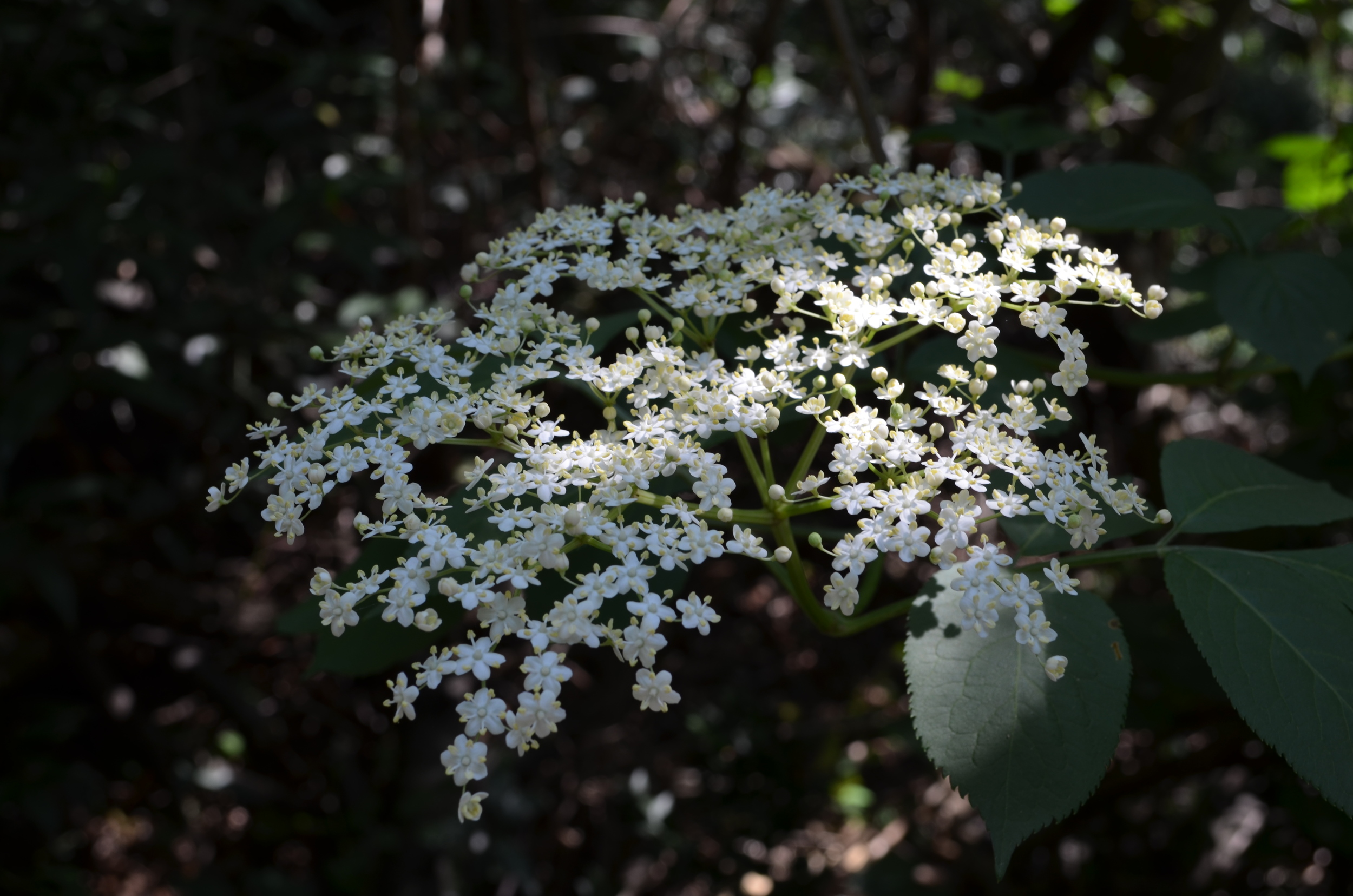   Sambuco   comune;  Sambucus nigra  (Adoxaceae)     
  
 
 
 
 
 
 
 
 
 
 
 
 
 
 
 
 
 
 
 
 
 
 
 
 
 
 
 
 
 
 
 
 
 
 
 
 
 
 
 
 
 
 
 
 
 
 
 
 
 
 
 
 
 
 
 
 
 
 
 
 
 
 
 
 
 
 
 
 
 
 
 
 
 
 
 
 
 
 
 
 
 
 
 
 
 
 
 
 
 
 
 
 
 
 
 
 
 