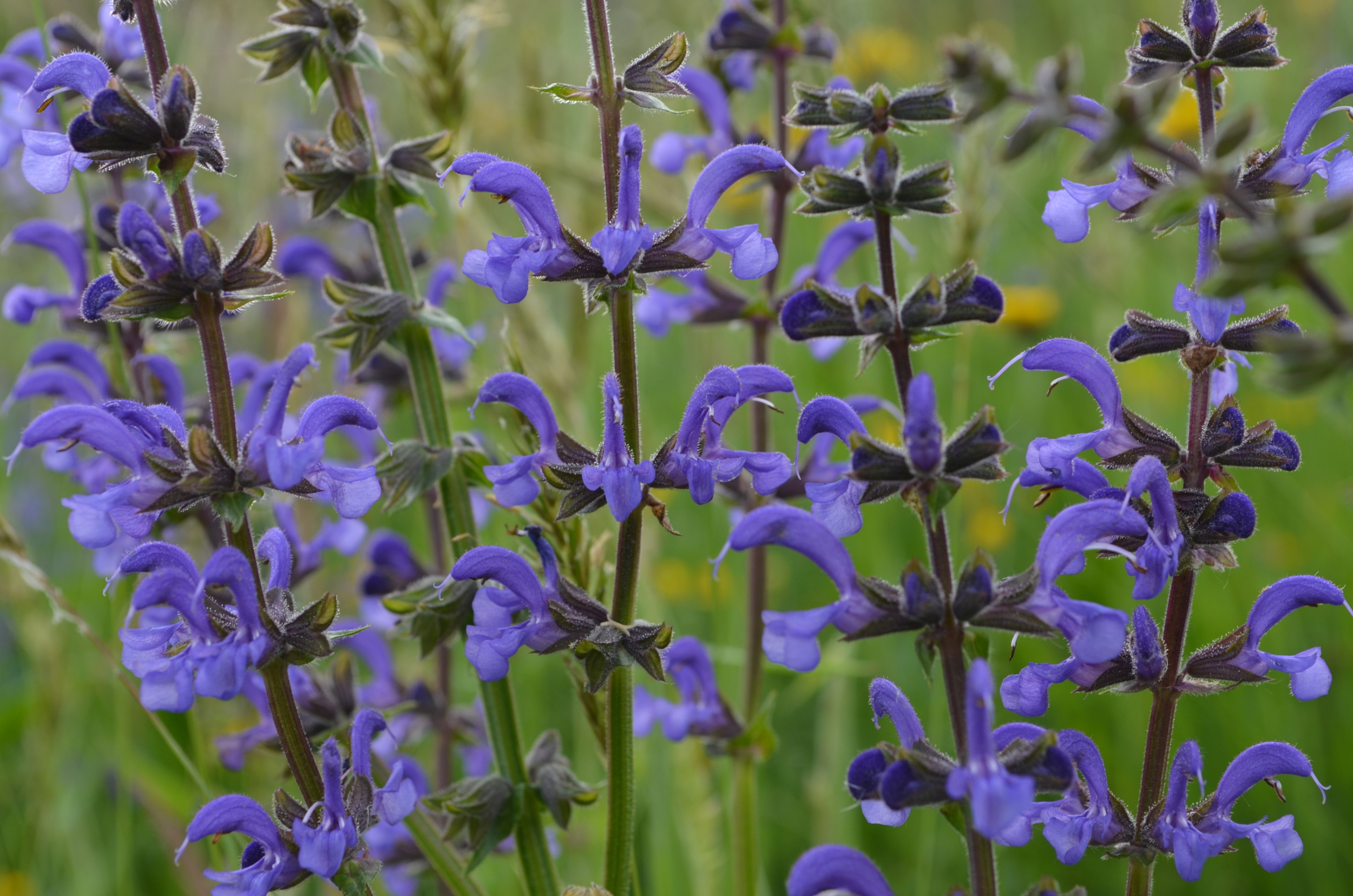   Salvia       comune;  Salvia pratensis  (Lamiaceae)     
  
 
 
 
 
 
 
 
 
 
 
 
 
 
 
 
 
 
 
 
 
 
 
 
 
 
 
 
 
 
 
 
 
 
 
 
 
 
 
 
 
 
 
 
 
 
 
 
 
 
 
 
 
 
 
 
 
 
 
 
 
 
 
 
 
 
 
 
 
 
 
 
 
 
 
 
 
 
 
 
 
 
 
 
 
 
 
 
 
 
 
 
 
 
 
