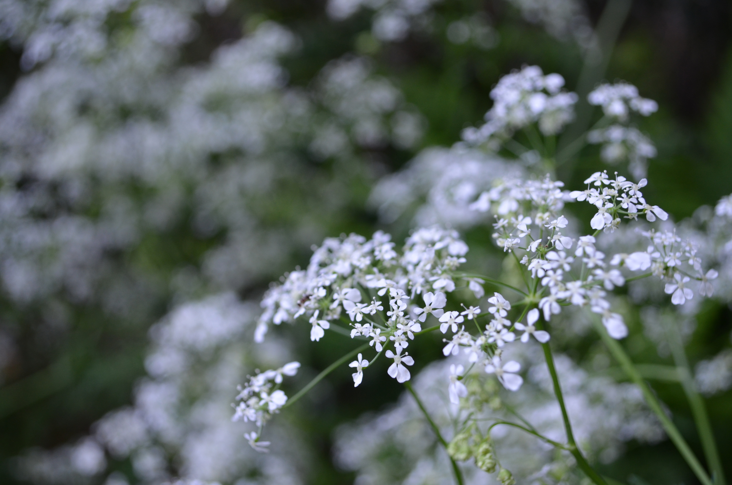   Cerfoglio       selvatico;  Anthriscus   sylvestris  (Apiaceae)     
  
 
 
 
 
 
 
 
 
 
 
 
 
 
 
 
 
 
 
 
 
 
 
 
 
 
 
 
 
 
 
 
 
 
 
 
 
 
 
 
 
 
 
 
 
 
 
 
 
 
 
 
 
 
 
 
 
 
 
 
 
 
 
 
 
 
 
 
 
 
 
 
 
 
 
 
 
 
 
 
 
 
 
 
 
 
 
 
 
