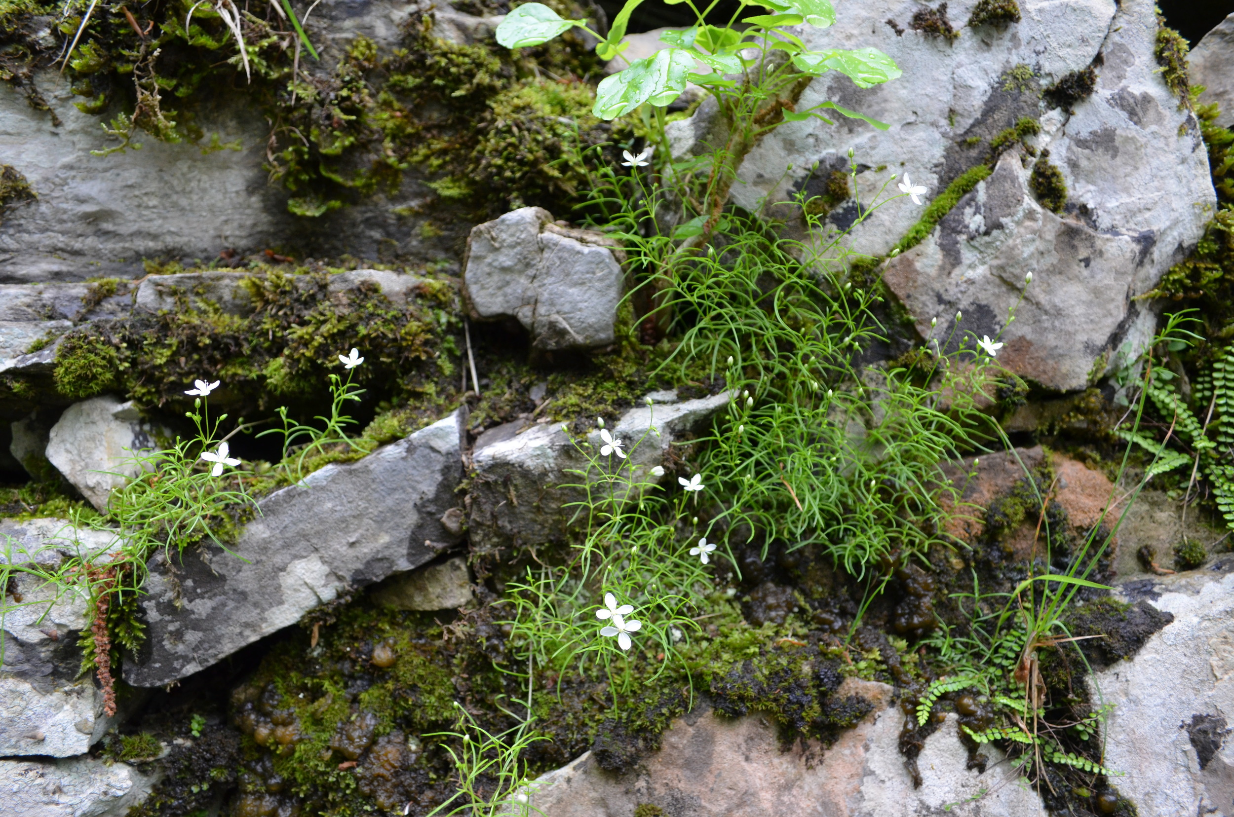   Moehringia       muscosa;  Moehringia   muscosa  (Caryophyllaceae)     
  
 
 
 
 
 
 
 
 
 
 
 
 
 
 
 
 
 
 
 
 
 
 
 
 
 
 
 
 
 
 
 
 
 
 
 
 
 
 
 
 
 
 
 
 
 
 
 
 
 
 
 
 
 
 
 
 
 
 
 
 
 
 
 
 
 
 
 
 
 
 
 
 
 
 
 
 
 
 
 
 
 
 
 
 
 
 
 