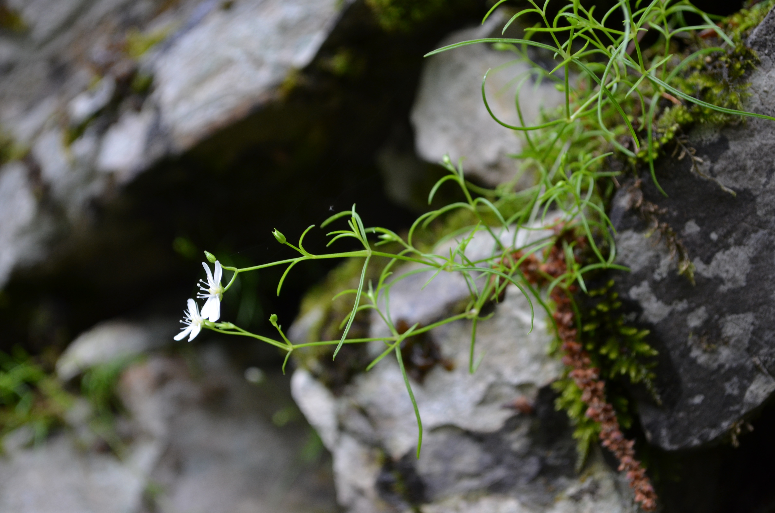   Moehringia       muscosa;  Moehringia   muscosa  (Caryophyllaceae)     
  
 
 
 
 
 
 
 
 
 
 
 
 
 
 
 
 
 
 
 
 
 
 
 
 
 
 
 
 
 
 
 
 
 
 
 
 
 
 
 
 
 
 
 
 
 
 
 
 
 
 
 
 
 
 
 
 
 
 
 
 
 
 
 
 
 
 
 
 
 
 
 
 
 
 
 
 
 
 
 
 
 
 
 
 
 
 
 