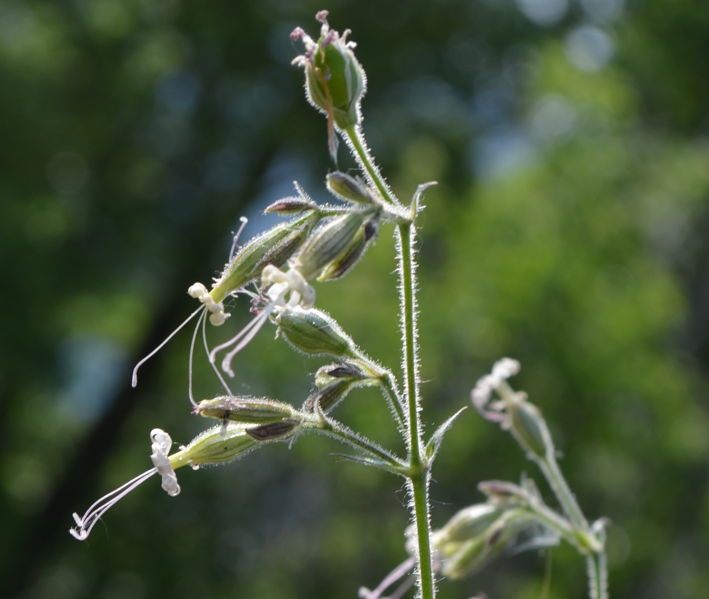   Silene       ciondola   ;     Silene nutans    (Caryophyllaceae)     
  
 
 
 
 
 
 
 
 
 
 
 
 
 
 
 
 
 
 
 
 
 
 
 
 
 
 
 
 
 
 
 
 
 
 
 
 
 
 
 
 
 
 
 
 
 
 
 
 
 
 
 
 
 
 
 
 
 
 
 
 
 
 
 
 
 
 
 
 
 
 
 
 
 
 
 
 
 
 
 
 
 
 
 
 
 
 
 
 