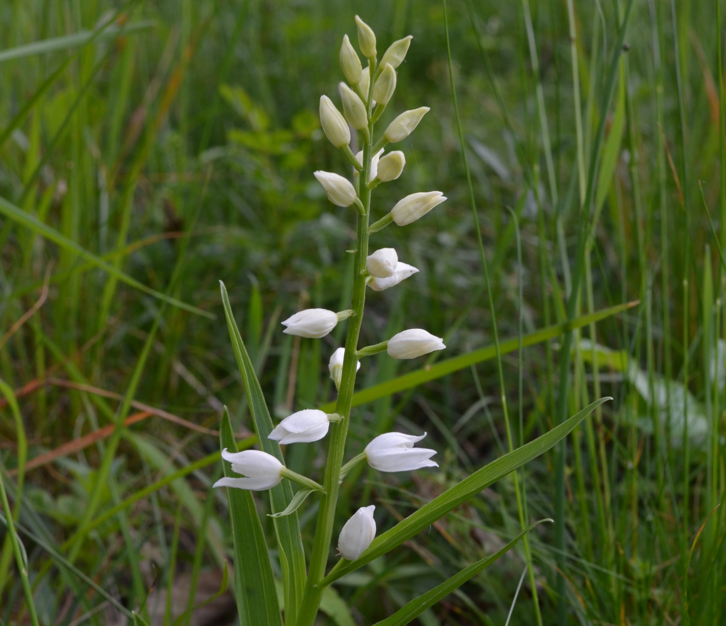   Cefalantera       maggiore;  Cephalanthera longifolia  (Orchidaceae)     
  
 
 
 
 
 
 
 
 
 
 
 
 
 
 
 
 
 
 
 
 
 
 
 
 
 
 
 
 
 
 
 
 
 
 
 
 
 
 
 
 
 
 
 
 
 
 
 
 
 
 
 
 
 
 
 
 
 
 
 
 
 
 
 
 
 
 
 
 
 
 
 
 
 
 
 
 
 
 
 
 
 
 
 
 
 
 