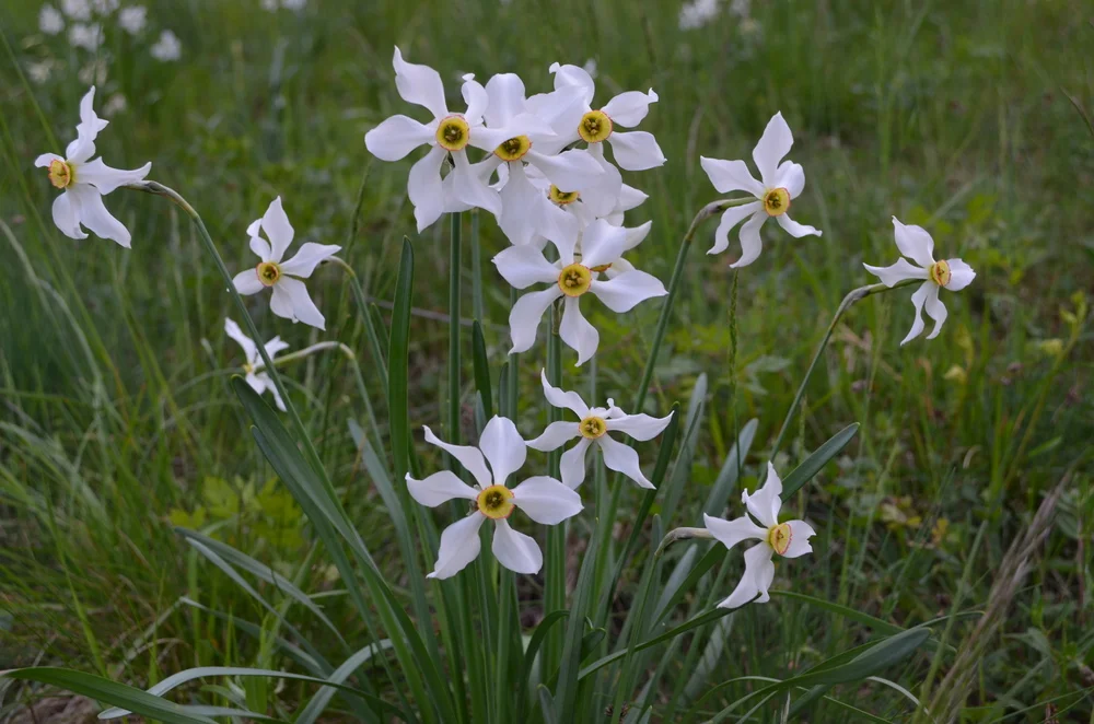 Narciso del Lago Maggiore , Narcissus x verbanensis (Amaryllidaceae)
