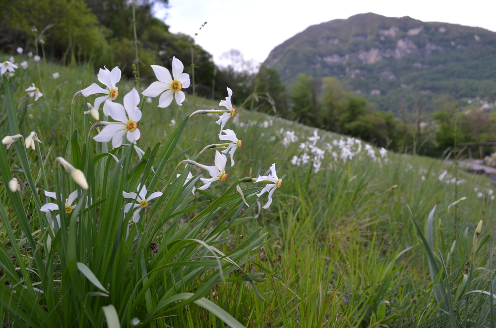  Narciso del Lago Maggiore; Narcissus x verbanensis (Amaryllidaceae) 