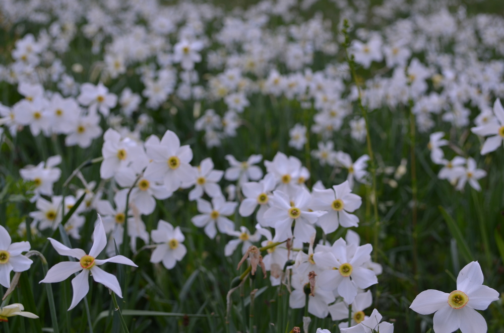 Narciso del Lago Maggiore; Narcissus x verbanensis (Amaryllidaceae)    