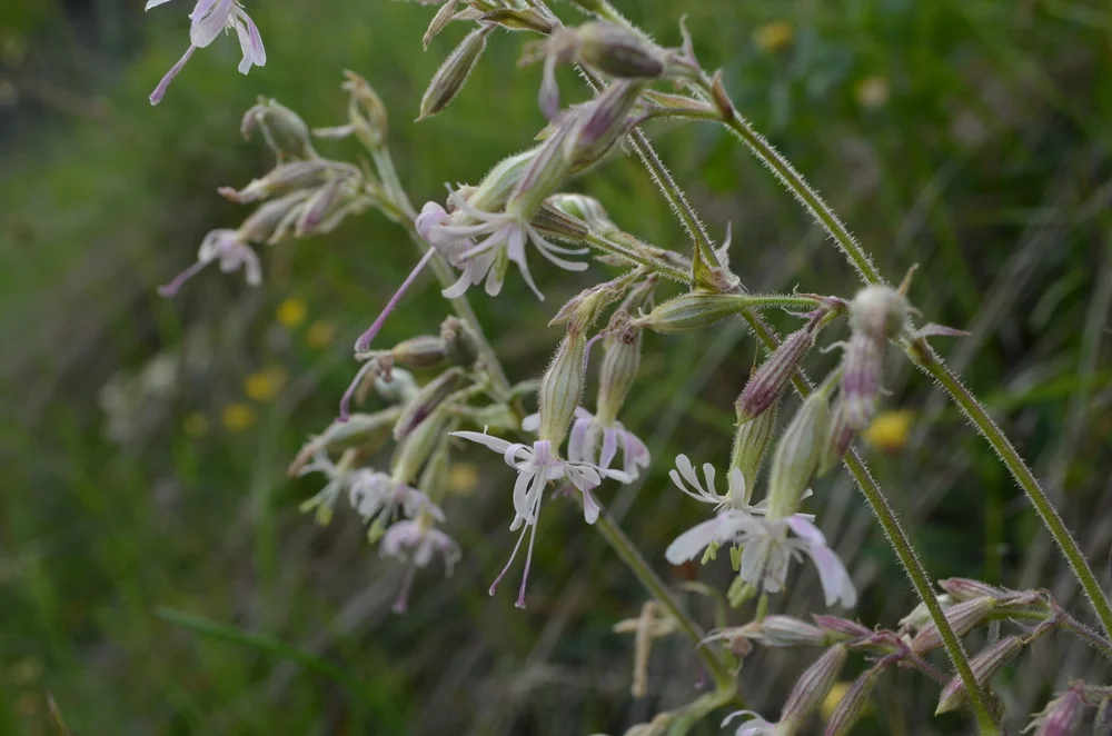  Silene ciondola; Silene nutans (Caryophyllaceae) 