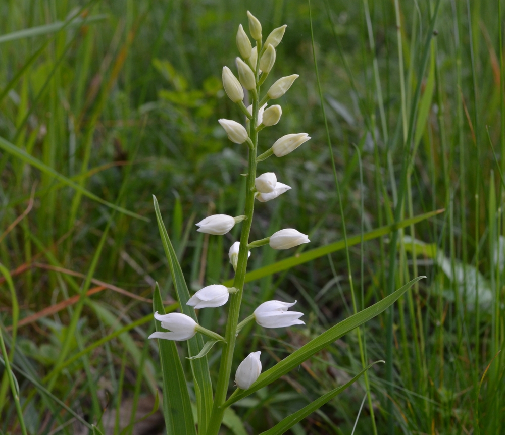  Cefalantera maggiore; Cephalanthera longifolia (Orchidaceae)    