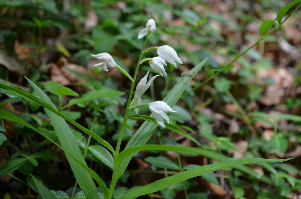  Cefalantera maggiore; Cephalanthera longifolia (Orchidaceae) 