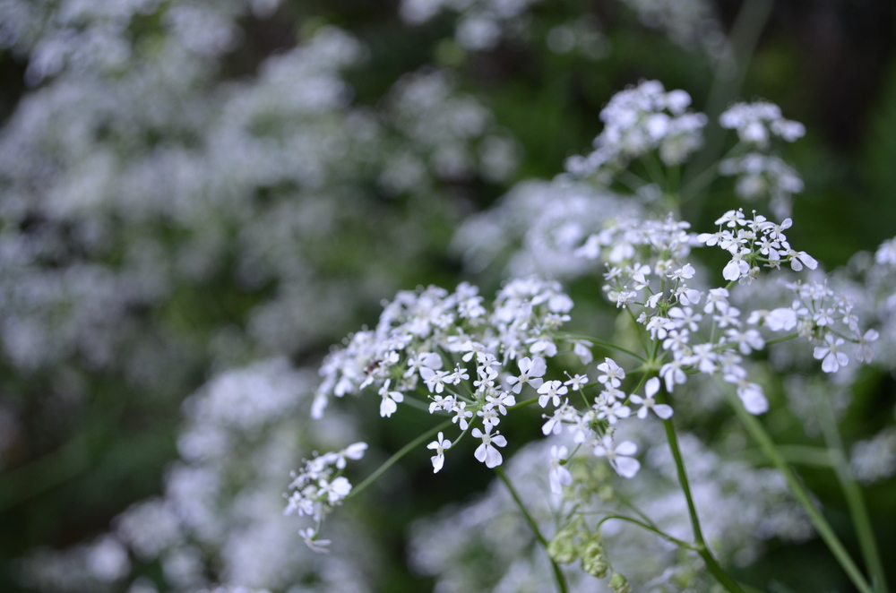  Cerfoglio selvatico; Anthriscus sylvestris (Apiaceae) 