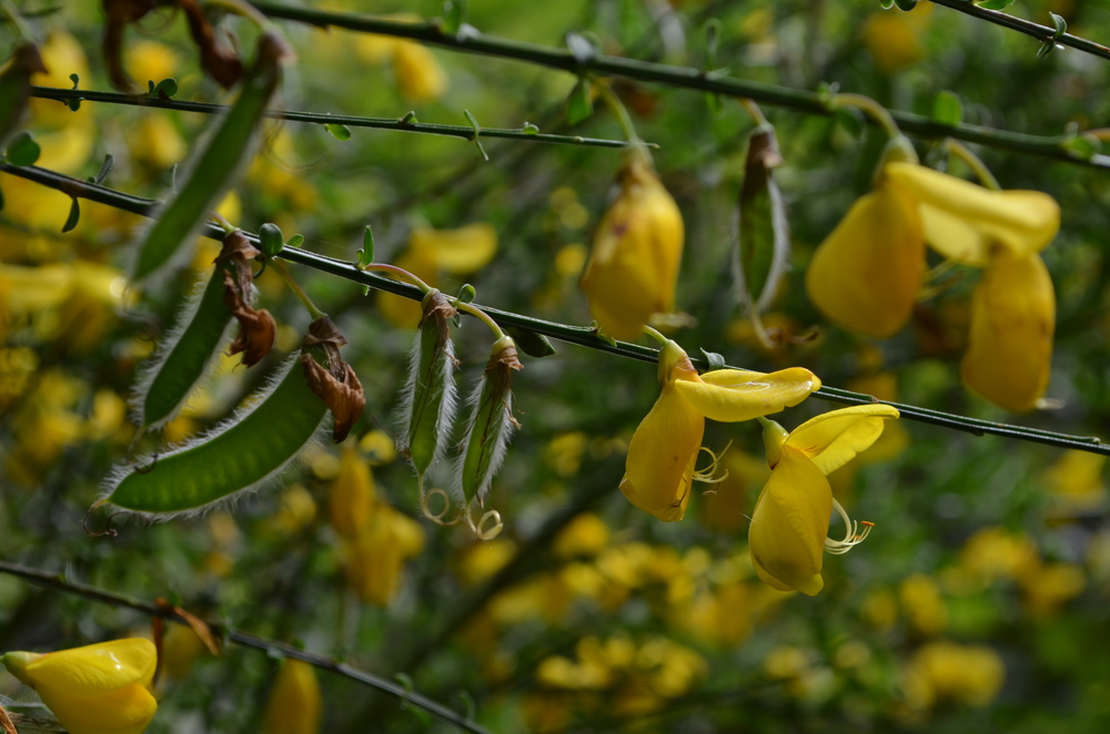  Citiso scopario; Cytisus scoparius (Fabaceae) 