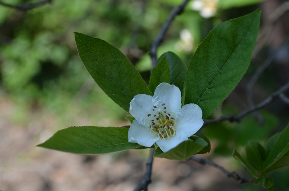  Nespolo volgare; Mespilus germanica (Rosaceae) 