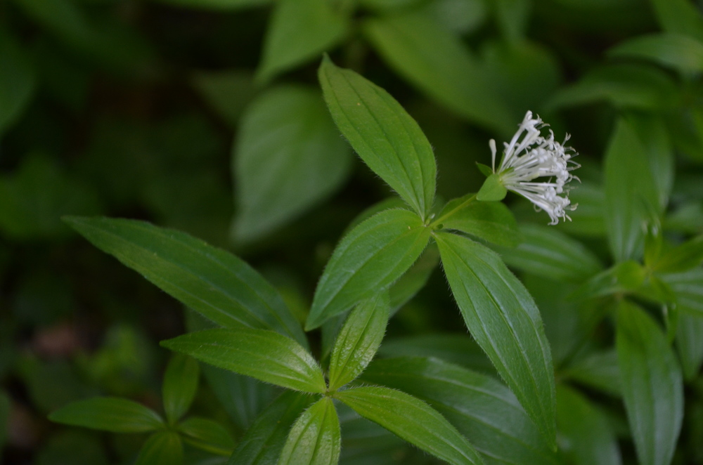  Stellina cruciata; Asperula taurina (Rubiaceae) 