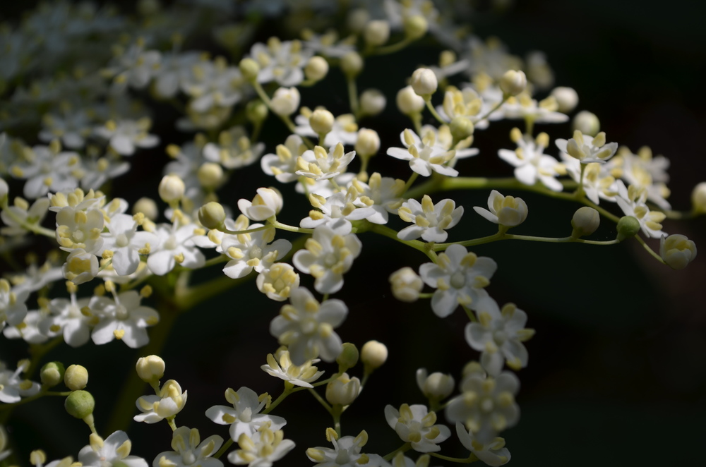  Sambuco comune; Sambucus nigra (Adoxaceae) 