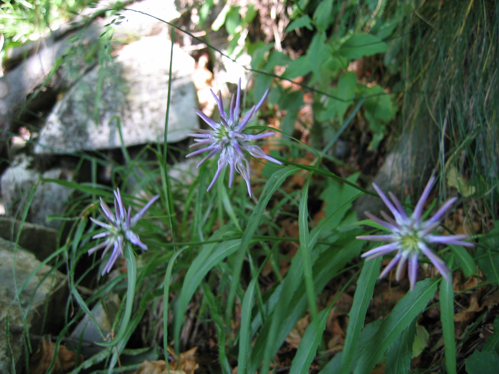   Raponzolo di Scheuchzer,   Phyteuma scheuchzeri   (Campanulaceae)     
  
 
 
 
 
 
 
 
 
 
 
 
 
 
 
 
 
 
 
 
 
 
 
 
 
 
 
 
 
 
 
 
 
 
 
 
 
 
 
 
 
 
 
 
 
 
 
 
 
 
 
 
 
 
 
 
 
 
 
 
 
 
 
 
 
 
 
 
 
 
 
 
 
 
 
 
 
 
 
 
 
 
 
 
 
 
 
 
