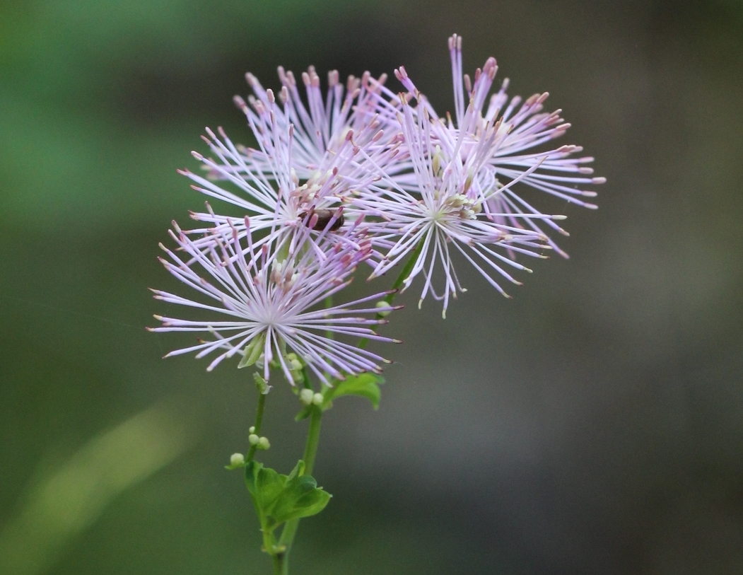   Pigamo colombino,   Thalictrum aquilegiifolium   (Ranunculaceae)   
  
 
 
 
 
 
 
 
 
 
 
 
 
 
 
 
 
 
 
 
 
 
 
 
 
 
 
 
 
 
 
 
 
 
 
 
 
 
 
 
 
 
 
 
 
 
 
 
 
 
 
 
 
 
 
 
 
 
 
 
 
 
 
 
 
 
 
 
 
 
 
 
 
 
 
 
 
 
 
 
 
 
 
 
 
 
 
 
 
 