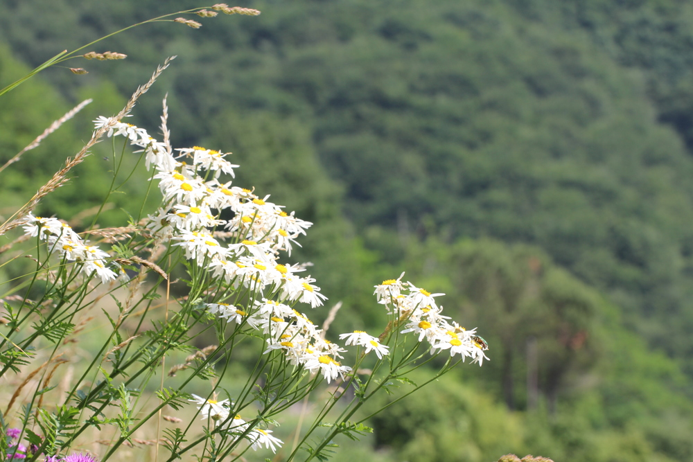 Erba amara dei boschi, Tanacetum corymbosum (Asteraceae)