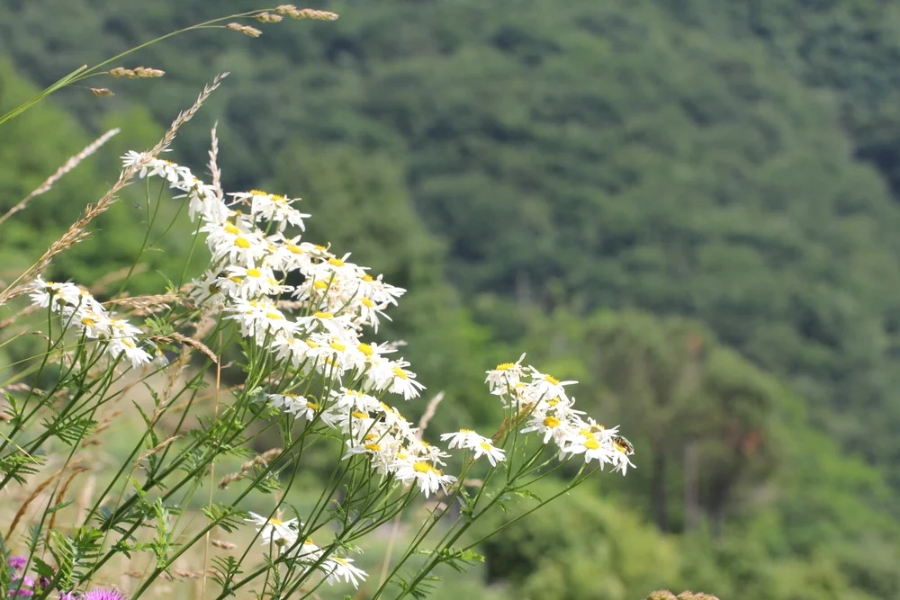 Erba amara dei boschi, Tanacetum corymbosum (Asteraceae)