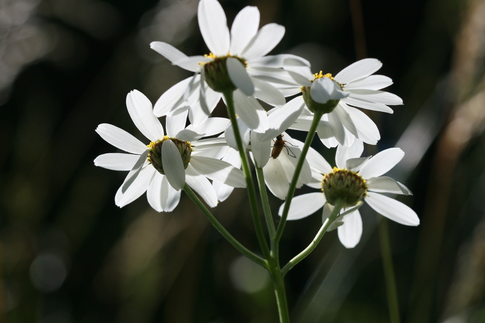 Erba amara dei boschi, Tanacetum corymbosum (Asteraceae)