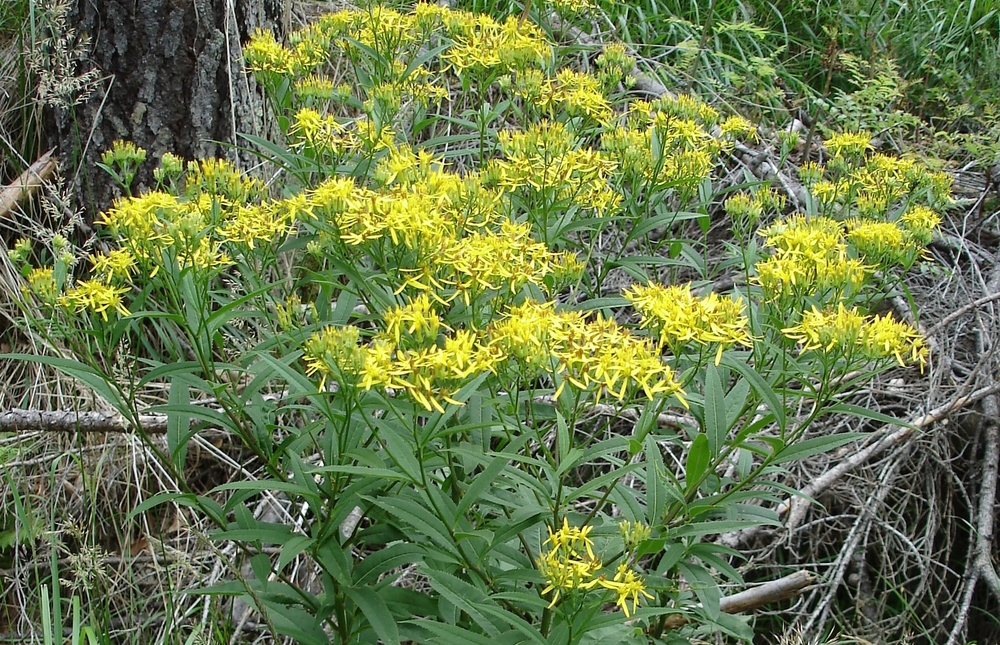 Senecione di Fuchs, Senecio ovatus (Asteraceae)